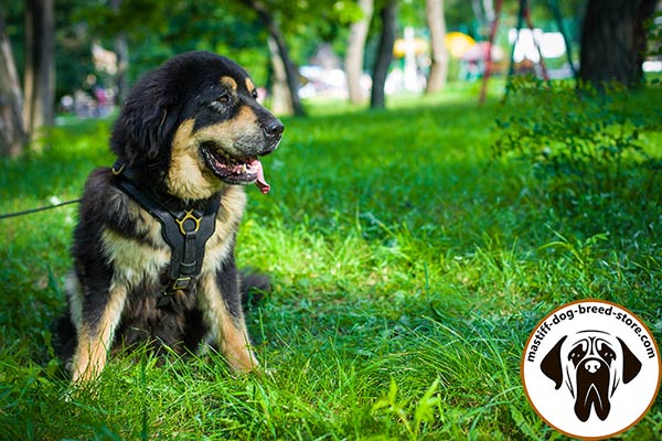 Felt padded leather dog harness for Mastiff