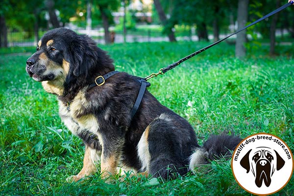 Durable leather dog harness for Mastiff with rust-proof hardware