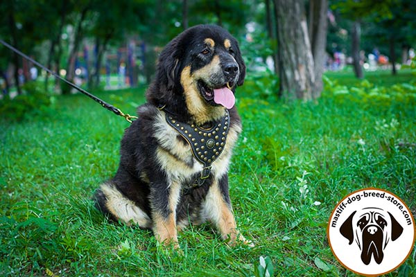 Posh leather dog harness for Mastiff