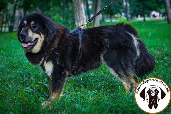 Adjustable leather dog harness for Mastiff