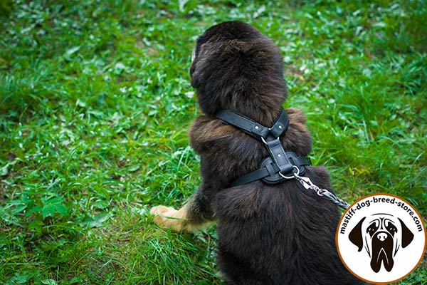 Long-lasting leather dog harness for Mastiff with rust-proof hardware