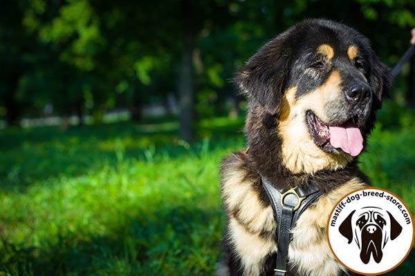 Top-quality leather dog harness for Mastiff