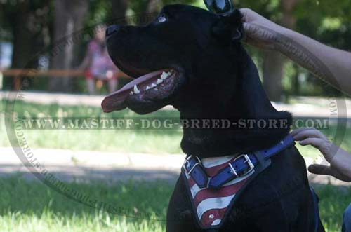 Fashion Leather Canine Harness for Stylish Attack Training