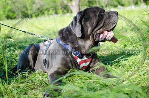 Fashion Leather Dog Harness for Mastiff Attack Training