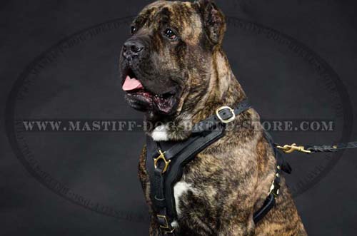 Leather Mastiff Harness for Walking and Training
