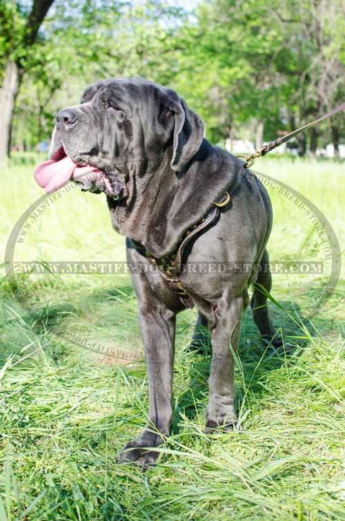 Adjustable Leather Dog Harness for Mastiffs