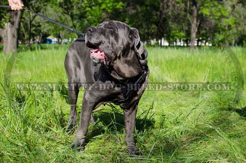 Mastiff Leather Dog Harness for Attack Training