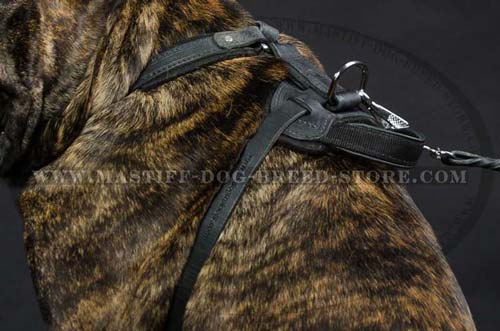 Fast Grab Handle on Leather Mastiff Harness Allows Better Control