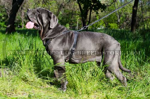 Best Leather Dog Harness for Mastiff Exercising
