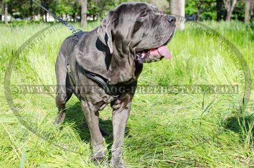 Excellent Leather Mastiff Dog Walking Harness