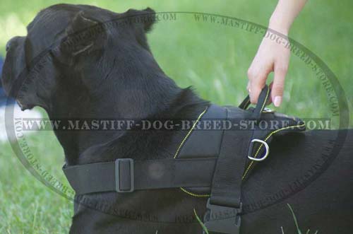 Mastiff Nylon Harness for Training and Daily Walks