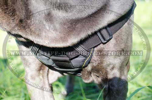 Pulling and Tracking Nylon Harness with Soft Cushion Soft Chest Plate