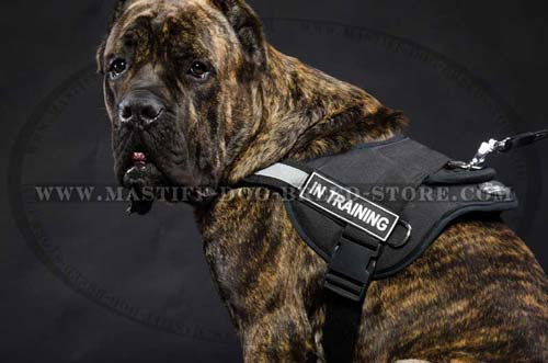 Nylon Canine Harness for Tracking, Pulling,Walking and Training
