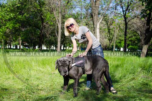 Lightweight Canine Harness for Mastiff Training, Tracking and Pulling