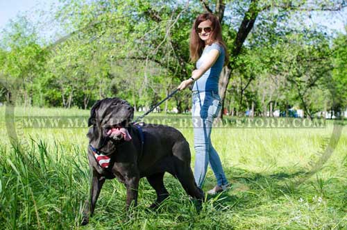 Strong Leather Dog Harness for Agitation Work