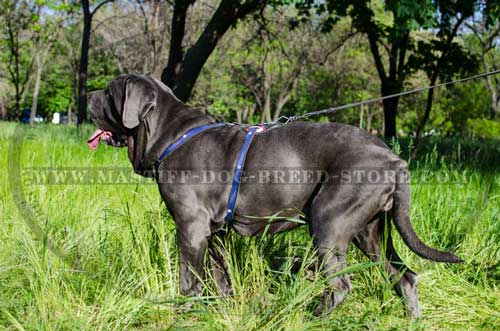 Handpainted Leather Canine Harness for Attack Training