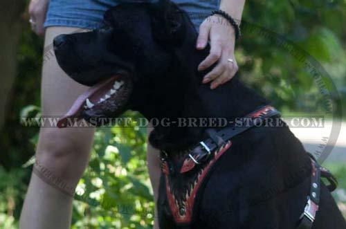 Designer Mastiff Harness for Walking and Exercising