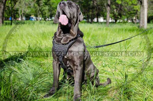 Leather Dog Harness for Mastiff Breed