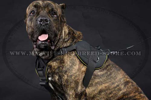 Training and Walking Nylon Dog Harness for Mastiff Breeds