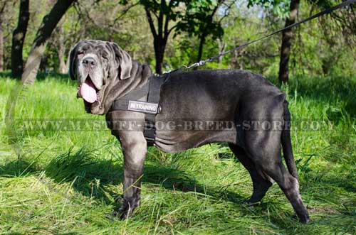 High Quality Nylon Dog Harness for Mastiff Breed