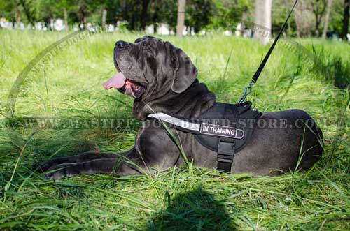 Any Weather Canine Harness for Mastiff Training and Walking