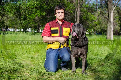 Training and Walking Mastiff Harness Fast to Wear