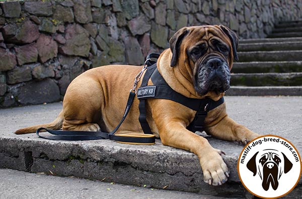 Training nylon Bullmastiff harness for pulling