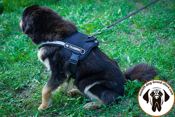Nylon Mastiff harness with reflective front strap for safe walking at night