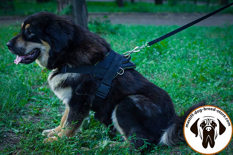 Tracking Nylon Long Line (long leash) for Mastiff : Mastiff Breed:  Harnesses, Muzzles, Collars, Leashes, Bite Tugs and Toys