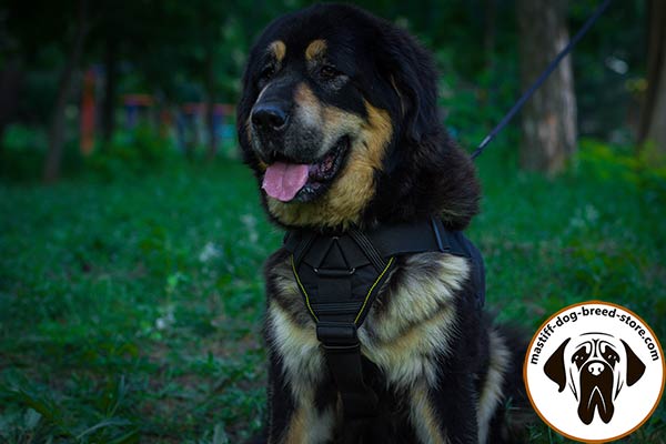 Training nylon Mastiff harness