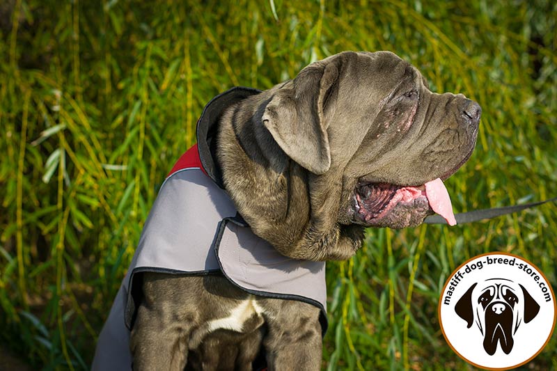Practical and Breathable Winter Warming Coat for Mastiff Mastiff Breed Harnesses Muzzles Collars Leashes Bite Tugs and Toys 2024 BUY NOW