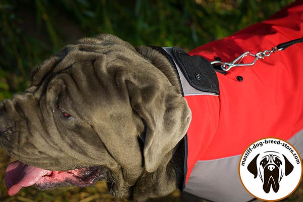 Upgraded nylon Mastino Napoletano coat with hole for leash attachment to collar