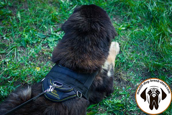 Nylon canine harness for Mastiff with 3 D-rings for different activities