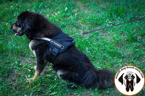 Upgraded nylon canine harness for Mastiff with ID patches for easy identification
