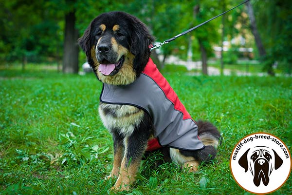 Perfect nylon raincoat for Mastiff comfortable walks