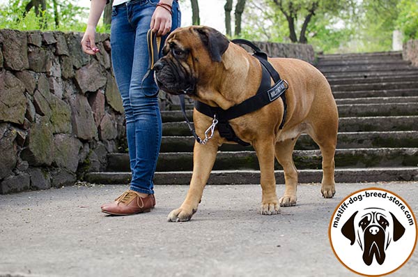 Tear-proof nylon dog harness for Bullmastiff 