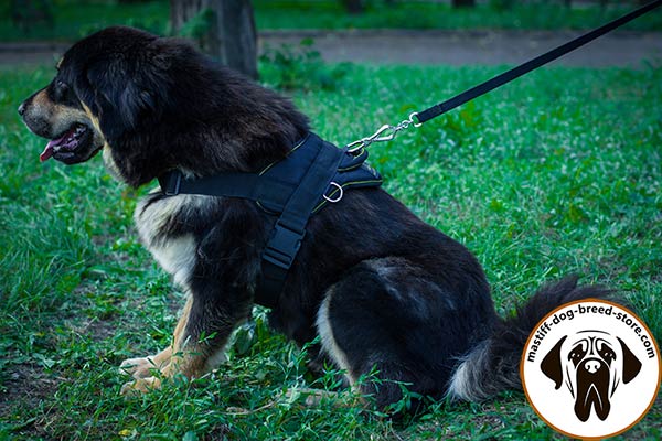 All-weather nylon dog harness for Mastiff