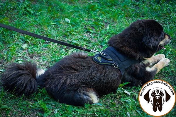 Full-control nylon dog harness for Mastiff with quick grab handle