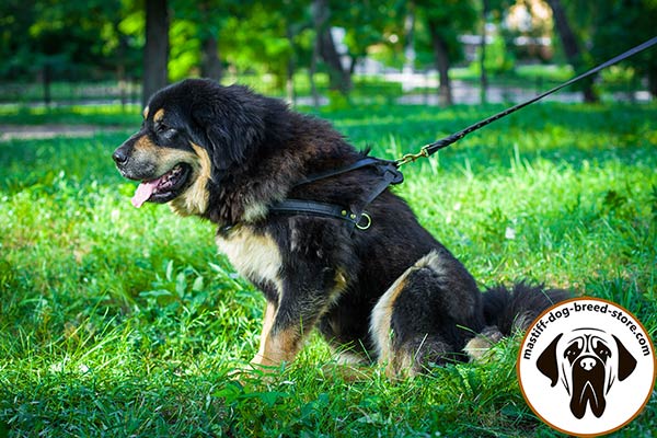 Riveted pulling leather Mastiff harness with padded front strap