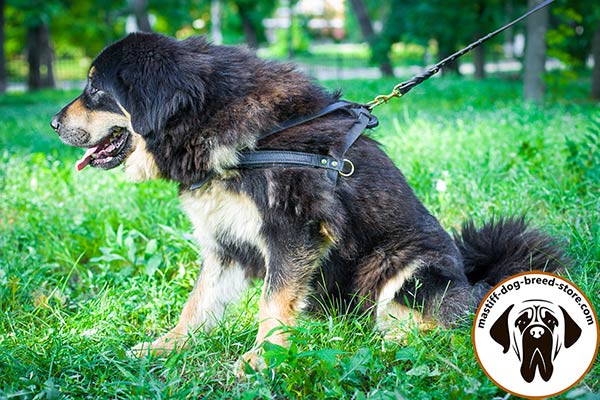 Excellent pulling leather Mastiff harness