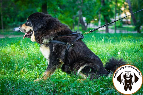 Training leather Mastiff harness for pulling activities