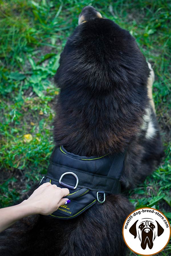 Pulling nylon Mastiff harness with comfy handle