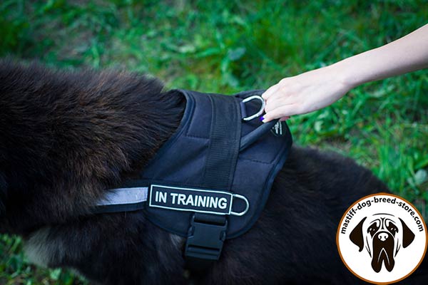 Comfy-to-wear pulling nylon Mastiff harness with handle