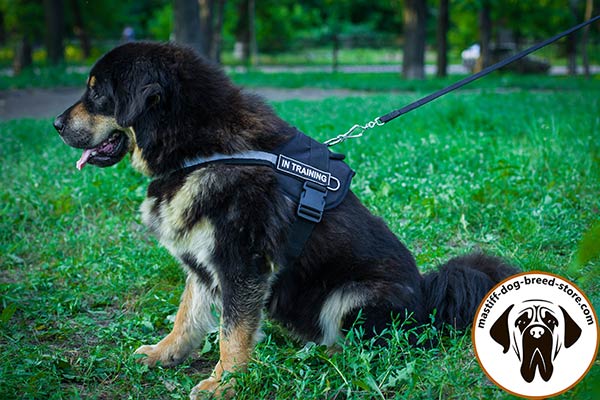 Pulling nylon Mastiff harness with removable patches for easy identification