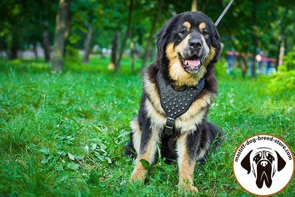 Stylish spiked leather Mastiff harness