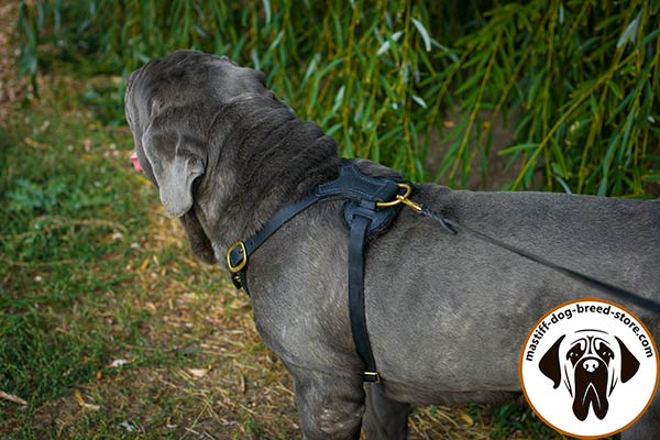 Amazing spiked leather Mastino Napoletano harness with brass hardware