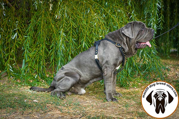 Spiked leather Mastino Napoletano harness with comfy soft straps