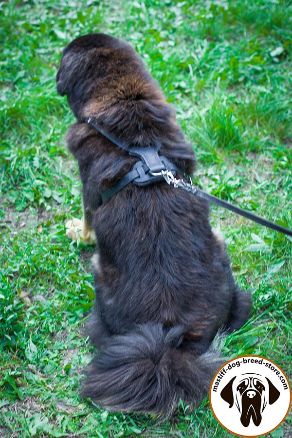 Matchless leather canine harness for Mastiff