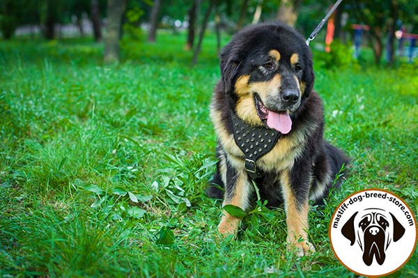 Snugly fitted leather canine harness for Mastiff with spikes