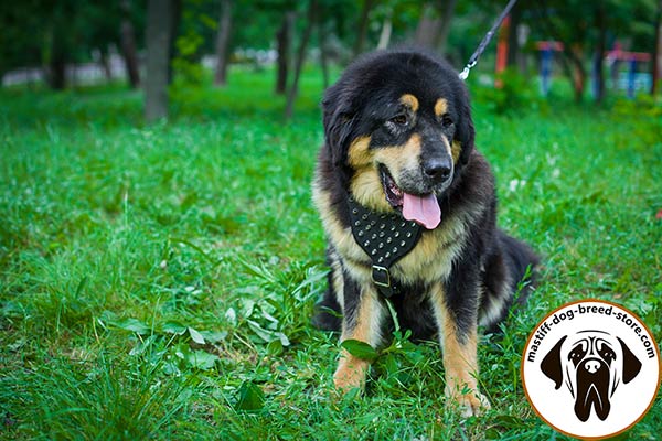 Chic leather dog harness for Mastiff with sturdy spikes